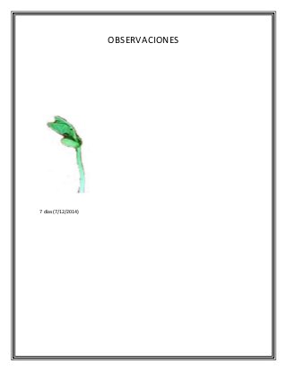 OBSERVACIONES
7 días (7/12/2014)
 