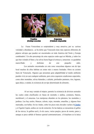 La Fauna Venezolana es sorprendente y muy atractiva, por su curiosa
variedad y abundancia ; se ha dicho que Venezuela tiene más especies diferentes de
pájaros salvajes que pueden ser encontrados en toda América del Norte y Europa
combinados!. Un alto porcentaje de estas especies están aquí en Mérida, y todos los
que han visitado el llano y las selvas hasta llegar al orinoco y amazonas se quedaban
maravillado y disfrutan de este pequeño edén.
Los animales encontrados en esta zona venezolana algunos son de tipo
local muchos de ellos habitan en zonas más o menos limitadas. Otros no existen
fuera de Venezuela. Algunos que presentan gran adaptabilidad al medio ambiente
pueden vivir en casi cualquier ambiente, pero otros requieren condiciones especiales,
como altas montañas, selvas húmedas y caliente, profundos pantanos, ríos, lagunas,
agua dulce, o salada, la existencia de un tipo determinado de alimento.
Al ser muy variado el trópico, permite la existencia de diversos animales
las cuales están clasificados en fauna de montaña o andina, costanera, llanera,
meridional y el amazona. Las mariposas abundan en los páramos, las montañas y
jardines. Las hay azules, blancas, celeste, rojas, moradas, amarillas, y algunas bien
matizadas, son bellas. En los Andes, sobre los picos más elevados vuelan el Cóndor
y el Águila Copete, ambos en vía de extinción. En las laderas se encuentran el gallito
de las nieves, la gallina azul y la de cuero, varios paujíes, pavas de monte, patos y
aunque es poco sabido el famoso quetzal centroamericano; el Guácharo es la única
210
 
