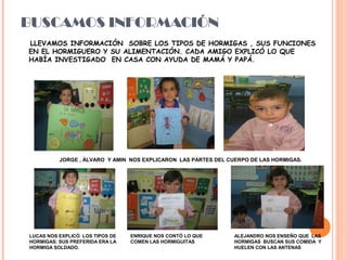 BUSCAMOS INFORMACIÓN
LLEVAMOS INFORMACIÓN SOBRE LOS TIPOS DE HORMIGAS , SUS FUNCIONES
EN EL HORMIGUERO Y SU ALIMENTACIÓN. CADA AMIGO EXPLICÓ LO QUE
HABÍA INVESTIGADO EN CASA CON AYUDA DE MAMÁ Y PAPÁ.
JORGE , ÁLVARO Y AMIN NOS EXPLICARON LAS PARTES DEL CUERPO DE LAS HORMIGAS.
LUCAS NOS EXPLICÓ LOS TIPOS DE
HORMIGAS: SUS PREFERIDA ERA LA
HORMIGA SOLDADO.
ALEJANDRO NOS ENSEÑO QUE LAS
HORMIGAS BUSCAN SUS COMIDA Y
HUELEN CON LAS ANTENAS
ENRIQUE NOS CONTÓ LO QUE
COMEN LAS HORMIGUITAS
 