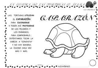 NOMBRE: ...............................
“LAS TORTUGAS”
LA CONCHA DE LAS TORTUGAS SE LLAMA :
CAPARAZÓN
LAS TORTUGAS UTILIZAN
EL CAPARAZÓN
PARA ESCONDERSE
Y PODER ASÍ PROTEGERSE
DE LOS PELIGROS Y
LOS ENEMIGOS.
PARA COMPROBARLO ,
INTENTAMOS TOCAR LA
CABEZA A “CONCHITA”
Y NO HAY MANERA,
LA ESCODE CADA VEZ
MÁS Y MÁS.
 
