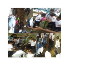 Proyecto de ecosemilla