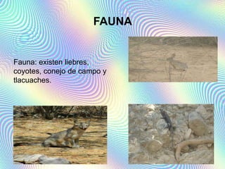 FAUNA
Fauna: existen liebres,
coyotes, conejo de campo y
tlacuaches.
 