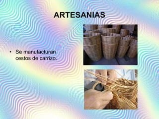 ARTESANIAS
• Se manufacturan
cestos de carrizo.
 