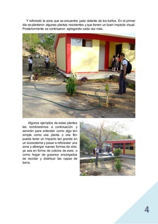 Y reforestó la zona que se encuentra justo delante de los baños. En el primer
día se plantaron algunas plantas resistentes y que tienen un buen impacto visual.
Posteriormente se continuaron agregando cada vez más.
Algunos ejemplos de estas plantas
las nombraremos a continuación y
servirán para entender como algo tan
simple como una planta o una flor
pueda tener un impacto tan grande en
un ecosistema y pasar a reforestar una
zona y albergar nuevas formas de vida,
ya sea en forma de colonia de aves, o
como hogar de gusanos encargados
de reciclar y distribuir las capas de
tierra.
 