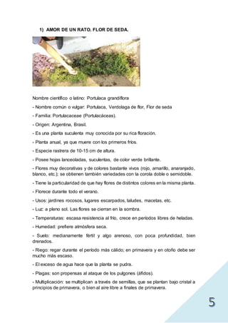 1) AMOR DE UN RATO. FLOR DE SEDA.
Nombre científico o latino: Portulaca grandiflora
- Nombre común o vulgar: Portulaca, Verdolaga de flor, Flor de seda
- Familia: Portulacaceae (Portulacáceas).
- Origen: Argentina, Brasil.
- Es una planta suculenta muy conocida por su rica floración.
- Planta anual, ya que muere con los primeros fríos.
- Especie rastrera de 10-15 cm de altura.
- Posee hojas lanceoladas, suculentas, de color verde brillante.
- Flores muy decorativas y de colores bastante vivos (rojo, amarillo, anaranjado,
blanco, etc.); se obtienen también variedades con la corola doble o semidoble.
- Tiene la particularidad de que hay flores de distintos colores en la misma planta.
- Florece durante todo el verano.
- Usos: jardines rocosos, lugares escarpados, taludes, macetas, etc.
- Luz: a pleno sol. Las flores se cierran en la sombra.
- Temperaturas: escasa resistencia al frío, crece en períodos libres de heladas.
- Humedad: prefiere atmósfera seca.
- Suelo: medianamente fértil y algo arenoso, con poca profundidad, bien
drenados.
- Riego: regar durante el período más cálido; en primavera y en otoño debe ser
mucho más escaso.
- El exceso de agua hace que la planta se pudra.
- Plagas: son propensas al ataque de los pulgones (áfidos).
- Multiplicación: se multiplican a través de semillas, que se plantan bajo cristal a
principios de primavera, o bien al aire libre a finales de primavera.
 