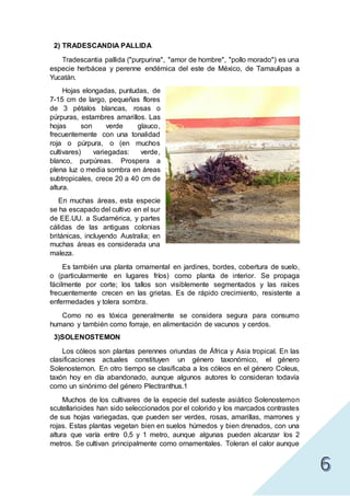 2) TRADESCANDIA PALLIDA
Tradescantia pallida ("purpurina", "amor de hombre", "pollo morado") es una
especie herbácea y perenne endémica del este de México, de Tamaulipas a
Yucatán.
Hojas elongadas, puntudas, de
7-15 cm de largo, pequeñas flores
de 3 pétalos blancas, rosas o
púrpuras, estambres amarillos. Las
hojas son verde glauco,
frecuentemente con una tonalidad
roja o púrpura, o (en muchos
cultivares) variegadas: verde,
blanco, purpúreas. Prospera a
plena luz o media sombra en áreas
subtropicales, crece 20 a 40 cm de
altura.
En muchas áreas, esta especie
se ha escapado del cultivo en el sur
de EE.UU. a Sudamérica, y partes
cálidas de las antiguas colonias
británicas, incluyendo Australia; en
muchas áreas es considerada una
maleza.
Es también una planta ornamental en jardines, bordes, cobertura de suelo,
o (particularmente en lugares fríos) como planta de interior. Se propaga
fácilmente por corte; los tallos son visiblemente segmentados y las raíces
frecuentemente crecen en las grietas. Es de rápido crecimiento, resistente a
enfermedades y tolera sombra.
Como no es tóxica generalmente se considera segura para consumo
humano y también como forraje, en alimentación de vacunos y cerdos.
3)SOLENOSTEMON
Los cóleos son plantas perennes oriundas de África y Asia tropical. En las
clasificaciones actuales constituyen un género taxonómico, el género
Solenostemon. En otro tiempo se clasificaba a los cóleos en el género Coleus,
taxón hoy en día abandonado, aunque algunos autores lo consideran todavía
como un sinónimo del género Plectranthus.1
Muchos de los cultivares de la especie del sudeste asiático Solenostemon
scutellarioides han sido seleccionados por el colorido y los marcados contrastes
de sus hojas variegadas, que pueden ser verdes, rosas, amarillas, marrones y
rojas. Estas plantas vegetan bien en suelos húmedos y bien drenados, con una
altura que varía entre 0,5 y 1 metro, aunque algunas pueden alcanzar los 2
metros. Se cultivan principalmente como ornamentales. Toleran el calor aunque
 