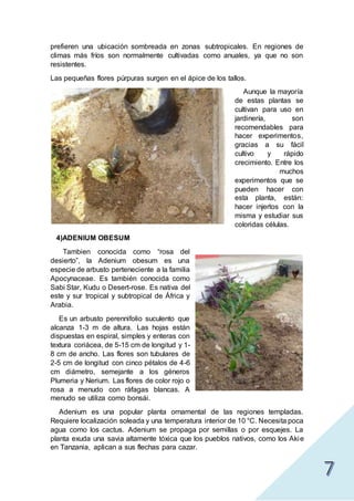 prefieren una ubicación sombreada en zonas subtropicales. En regiones de
climas más fríos son normalmente cultivadas como anuales, ya que no son
resistentes.
Las pequeñas flores púrpuras surgen en el ápice de los tallos.
Aunque la mayoría
de estas plantas se
cultivan para uso en
jardinería, son
recomendables para
hacer experimentos,
gracias a su fácil
cultivo y rápido
crecimiento. Entre los
muchos
experimentos que se
pueden hacer con
esta planta, están:
hacer injertos con la
misma y estudiar sus
coloridas células.
4)ADENIUM OBESUM
Tambien conocida como “rosa del
desierto”, la Adenium obesum es una
especie de arbusto perteneciente a la familia
Apocynaceae. Es también conocida como
Sabi Star, Kudu o Desert-rose. Es nativa del
este y sur tropical y subtropical de África y
Arabia.
Es un arbusto perennifolio suculento que
alcanza 1-3 m de altura. Las hojas están
dispuestas en espiral, simples y enteras con
textura coriácea, de 5-15 cm de longitud y 1-
8 cm de ancho. Las flores son tubulares de
2-5 cm de longitud con cinco pétalos de 4-6
cm diámetro, semejante a los géneros
Plumeria y Nerium. Las flores de color rojo o
rosa a menudo con ráfagas blancas. A
menudo se utiliza como bonsái.
Adenium es una popular planta ornamental de las regiones templadas.
Requiere localización soleada y una temperatura interior de 10 °C. Necesita poca
agua como los cactus. Adenium se propaga por semillas o por esquejes. La
planta exuda una savia altamente tóxica que los pueblos nativos, como los Akie
en Tanzania, aplican a sus flechas para cazar.
 