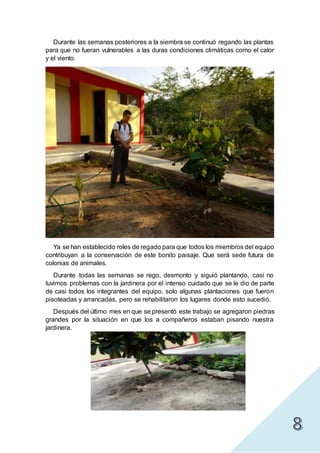 Durante las semanas posteriores a la siembra se continuó regando las plantas
para que no fueran vulnerables a las duras condiciones climáticas como el calor
y el viento.
Ya se han establecido roles de regado para que todos los miembros del equipo
contribuyan a la conservación de este bonito paisaje. Que será sede futura de
colonias de animales.
Durante todas las semanas se rego, desmonto y siguió plantando, casi no
tuvimos problemas con la jardinera por el intenso cuidado que se le dio de parte
de casi todos los integrantes del equipo, solo algunas plantaciones que fueron
pisoteadas y arrancadas, pero se rehabilitaron los lugares donde esto sucedió.
Después del último mes en que se presentó este trabajo se agregaron piedras
grandes por la situación en que los a compañeros estaban pisando nuestra
jardinera.
 