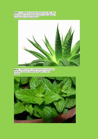 Sabila - La Sabila es conocida también como Aloe, Aloe
Vera o Acibar y es considerada como un buen aperitivo,
es estomacal y estimula defensas

Menta - Ayuda a dormir, evitar insomnios y bueno para
resfriados. Ayuda a problemas de gases y colon
irritable.

 