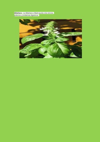 Albahaca - La Albahaca o Basil ayuda a los nervios,
potencia y problemas digestivos.

 