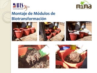 Montaje de Módulos de Biotransformación
