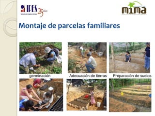 Montaje de parcelas familiaresgerminaciónAdecuación de tierrasPreparación de suelos