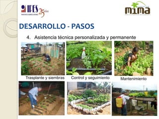 DESARROLLO - PASOS4.   Asistencia técnica personalizada y permanenteTrasplante y siembrasControl y seguimientoMantenimiento
