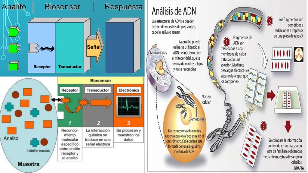 Proyecto: Extracción del ADN del hígado de pollo.