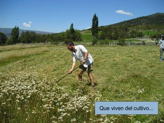 Que viven del cultivo... 