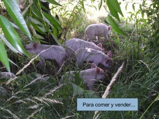 Para comer y vender... 