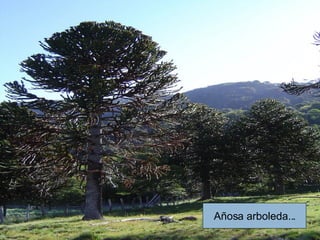 Añosa arboleda... 