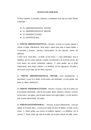 RAMAS COLATERALES
El Plexo Lumabar se encuentra dispuesto y comnpuesto de lo que son cuatro Ramas
Colaterales :
EL ABDOMINOGENITAL MAYOR
EL ABDOMINOGENITAL MENOR
EL FEMORACUTANEO
EL GENITOCRURAL.
1.- NERVIO ABDOMINOGENITAL.- Atraviesa el psoas en su parte superior y
externa se dirige oblicuamente hacia abajo y afuera pasa entre el cuadro lumbar y
el perotonro y despues atraviesa sucesivamente los tres musculos anchos del
abdomen.
A nivel de la cresta iliaca , se divide en dos ramos: 1.- ramo aabdominal. Que se
distribuye por los cuatro musculos amchos del abdomen y da en borde externo del
recto mayor, dos nervios perforantes culàneos. 2.- ramo genital, que se dirige
oblicuamente hacia abajo y adentro y se distribuye por los tegumentos del pubis y
del escroto (en la mujer por los labios mayores).
2.- NERVIO ABDOMINOGENITAL MENOR.- corre paralelamente al
precedente y como èl, se divide en dos ramos, uno abdominal y el otro genital, que
tienen la misma distribuciòn.
3.- NERVIO FERMORACUTANEO- Atraviesa el psoas y sale de la pelvis por
la escotadura innominada, entre las dos espinas iliacas anteriores entonces se divide
en dos ramos : uno gluteo, para la parte externa de la region glùtea, y el otro femoral,
para la parte anteroexterna del muslo.
4.- NERVIO GENITOFEMORAL.- Atraviesa el psoas oblicuamente, corre por
delante de la arteria iliaca, y un poco por enima del arco de falopio se divide en dos
ramos: 1.- Ramo genital que recorre el conducto inguinal y se distribuye por el
escroto. 2.- Ramo crural; que sale de la pelvis por la parte externa del anillo crural,
 