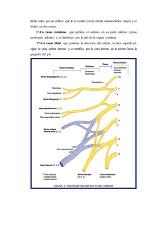 dicha vaina por un orificio que le es comùn con la arteria amastomòtica mayor y se
divide en dos ramos:
1º-Un ramo rotuliano, que perfora el sartorio en su parte inferior (ramo
perforante inferior) y se distribuye por la piel de la region rotuliana.
2*-Un ramo tibial, que continua la direccion del safeno, se hace superficial,
sigue la vena safena interna y se ramifica por la cara interna de la pierna hasta la
garganta del pie.
FIGURA. 1 ESQUEMATIZACION DEL PLEXO LUMBAR
 