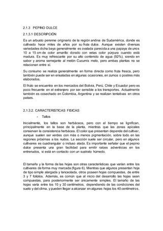 2.1.3 PEPINO DULCE
2.1.3.1 DESCRIPCIÓN
Es un arbusto perenne originario de la región andina de Sudamérica, donde es
cultivado hace miles de años por su fruta dulce. Aunque existen diversas
variedades dicha baya generalmente es ovalada parecida a una papaya de unos
10 a 15 cm de color amarillo dorado con vetas color púrpura cuando está
madura. Es muy refrescante por su alto contenido de agua (92%), siendo en
sabor y aroma semejante al melón Cucumis melo, pero ambas plantas no se
relacionan entre sí.
Su consumo se realiza generalmente en forma directa como fruta fresca, pero
también puede ser en ensaladas en algunas ocasiones, en zumos o postres más
elaborados.
El fruto se encuentra en los mercados del Bolivia, Perú, Chile y Ecuador pero es
poco frecuente en el extranjero por ser sensible a los transportes. Actualmente
también es cosechado en Colombia, Argentina y se realizan tentativas en otros
países.
2.1.3.2. CARACTERISTICAS FISICAS
- Tallos
Inicialmente, los tallos son herbáceos, pero con el tiempo se lignifican,
principalmente en la base de la planta, mientras que las zonas apicales
conservan la consistencia herbácea. El color que presentan depende del cultivar,
aunque suelen ser verdes con más o menos pigmentación, sobre todo en las
regiones próximas a los nudos. La sección suele ser circular, pero en algunos
cultivares es cuadrangular o incluso alada. Es importante señalar que el pepino
dulce presenta una gran facilidad para emitir raíces adventicias en los
entrenudos, si está en contacto con un sustrato húmedo.
El tamaño y la forma de las hojas son otras características que varían entre los
cultivares de forma muy marcada (figura 6). Mientras que algunos presentan hoja
de tipo simple alargada y lanceolada, otros poseen hojas compuestas, de entre
3 y 7 folíolos. Además, es común que al inicio del desarrollo las hojas sean
compuestas, para posteriormente ser únicamente simples. El tamaño de las
hojas varía entre los 10 y 30 centímetros, dependiendo de las condiciones del
suelo y del clima, y pueden llegar a alcanzar en algunas hojas los 40 centímetros.
 