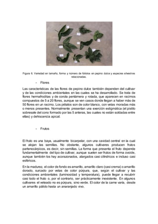 Figura 6. Variedad en tamaño, forma y número de folíolos en pepino dulce y especies silvestres
relacionadas.
- Flores
Las características de las flores de pepino dulce también dependen del cultivar
y de las condiciones ambientales en las cuales se ha desarrollado. Se trata de
flores hermafroditas y de corola pentámera y rotada, que aparecen en racimos
compuestos de 5 a 20 flores, aunque se ven casos donde llegan a haber más de
50 flores en un racimo. Los pétalos son de color blanco, con vetas moradas más
o menos presentes. Normalmente presentan una exerción estigmática (el pistilo
sobresale del cono formado por las 5 anteras, las cuales no están soldadas entre
ellas) y dehiscencia apical.
- Frutos
El fruto es una baya, usualmente bicarpelar, con una cavidad central en la cual
se alojan las semillas. No obstante, algunos cultivares producen frutos
partenocárpicos, es decir, sin semillas. La forma que presenta el fruto depende
fundamentalmente del tipo de cultivar, aunque suelen ser frutos de forma ovoide,
aunque también los hay acorazonados, alargados casi cilíndricos e incluso casi
esféricos.
En la madurez, el color de fondo es amarillo, amarillo claro (casi crema) o amarillo
dorado, surcado por vetas de color púrpura, que, según el cultivar y las
condiciones ambientales (luminosidad y temperatura), puede llegar a recubrir
casi todo el fruto o, por el contrario, ser prácticamente inexistente. En algunos
cultivares el veteado no es púrpura, sino verde. El color de la carne varía, desde
un amarillo pálido hasta un anaranjado vivo.
 