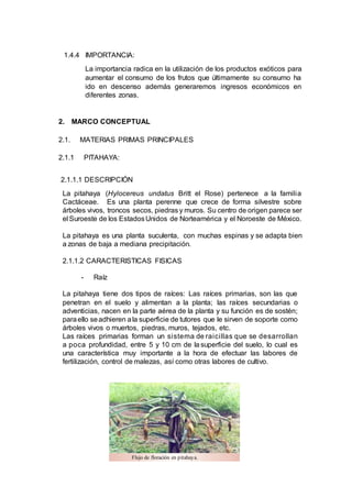 1.4.4 IMPORTANCIA:
La importancia radica en la utilización de los productos exóticos para
aumentar el consumo de los frutos que últimamente su consumo ha
ido en descenso además generaremos ingresos económicos en
diferentes zonas.
2. MARCO CONCEPTUAL
2.1. MATERIAS PRIMAS PRINCIPALES
2.1.1 PITAHAYA:
2.1.1.1 DESCRIPCIÓN
La pitahaya (Hylocereus undatus Britt el Rose) pertenece a la familia
Cactáceae. Es una planta perenne que crece de forma silvestre sobre
árboles vivos, troncos secos, piedras y muros. Su centro de origen parece ser
el Suroeste de los EstadosUnidos de Norteamérica y el Noroeste de México.
La pitahaya es una planta suculenta, con muchas espinas y se adapta bien
a zonas de baja a mediana precipitación.
2.1.1.2 CARACTERISTICAS FISICAS
- Raíz
La pitahaya tiene dos tipos de raíces: Las raíces primarias, son las que
penetran en el suelo y alimentan a la planta; las raíces secundarias o
adventicias, nacen en la parte aérea de la planta y su función es de sostén;
paraello seadhieren ala superficie de tutores que le sirven de soporte como
árboles vivos o muertos, piedras, muros, tejados, etc.
Las raíces primarias forman un sistema de raicillas que se desarrollan
a poca profundidad, entre 5 y 10 cm de la superficie del suelo, lo cual es
una característica muy importante a la hora de efectuar las labores de
fertilización, control de malezas, así como otras labores de cultivo.
Flujo de floración en pitahaya.
 