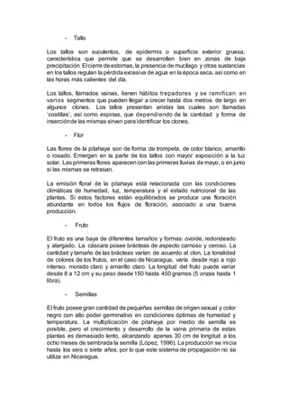 - Tallo
Los tallos son suculentos, de epidermis o superficie exterior gruesa,
característica que permite que se desarrollen bien en zonas de baja
precipitación. Elcierre deestomas, la presencia de mucílago y otras sustancias
en los tallos regulan la pérdidaexcesiva de agua en la época seca, así como en
las horas más calientes del día.
Los tallos, llamados vainas, tienen hábitos trepadores y se ramifican en
varios segmentos que pueden llegar a crecer hasta dos metros de largo en
algunos clones. Los tallos presentan aristas las cuales son llamadas
‘costillas’, así como espinas, que dependiendo de la cantidad y forma de
inserciónde las mismas sirven paraidentificar los clones.
- Flor
Las flores de la pitahaya son de forma de trompeta, de color blanco, amarillo
o rosado. Emergen en la parte de los tallos con mayor exposición a la luz
solar. Las primeras flores aparecencon las primeras lluvias de mayo, o en junio
si las mismas se retrasan.
La emisión floral de la pitahaya está relacionada con las condiciones
climáticas de humedad, luz, temperatura y el estado nutricional de las
plantas. Si estos factores están equilibrados se produce una floración
abundante en todos los flujos de floración, asociado a una buena
producción.
- Fruto
El fruto es una baya de diferentes tamaños y formas: ovoide, redondeado
y alargado. La cáscara posee brácteas de aspecto carnoso y ceroso. La
cantidad y tamaño de las brácteas varían de acuerdo al clon. La tonalidad
de colores de los frutos, en el caso de Nicaragua, varía desde rojo a rojo
intenso, morado claro y amarillo claro. La longitud del fruto puede variar
desde 8 a 12 cm y su peso desde 150 hasta 450 gramos (5 onzas hasta 1
libra).
- Semillas
El fruto posee gran cantidad de pequeñas semillas de origen sexual y color
negro con alto poder germinativo en condiciones óptimas de humedad y
temperatura. La multiplicación de pitahaya por medio de semilla es
posible, pero el crecimiento y desarrollo de la vaina primaria de estas
plantas es demasiado lento, alcanzando apenas 30 cm de longitud a los
ocho meses de sembrada la semilla (López, 1996). La producción se inicia
hasta los seis o siete años, por lo que este sistema de propagación no se
utiliza en Nicaragua.
 