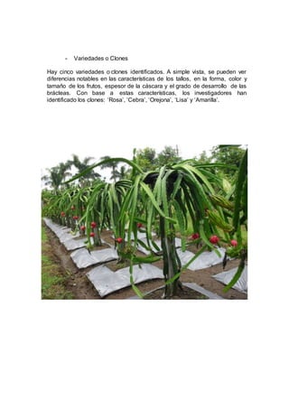 - Variedades o Clones
Hay cinco variedades o clones identificados. A simple vista, se pueden ver
diferencias notables en las características de los tallos, en la forma, color y
tamaño de los frutos, espesor de la cáscara y el grado de desarrollo de las
brácteas. Con base a estas características, los investigadores han
identificado los clones: ‘Rosa’, ‘Cebra’, ‘Orejona’, ‘Lisa’ y ‘Amarilla’.
 