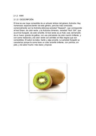 2.1.2 KIWI:
2.1.2.1 DESCRIPCIÓN:
El kiwi es una baya comestible de un arbusto leñoso del género Actinidia. Hay
numerosas especies dentro de este género, pero las más conocidas
comercialmente son la Actinidia deliciosa variedad “Hayward”, que corresponde
al kiwi Green, de color verde, y la Actinidia chinensis, variedad “Hort 16A”, que
es el kiwi Sungold, de color amarillo. El kiwi verde es un fruto oval, del tamaño
de un huevo grande de gallina, con una piel peluda de color marrón brillante, y
con carne traslúcida y de color verde con semillas en filas negras que son
comestibles. El sabor es dulce, fuerte y algo picante. La variedad Sungold se
caracteriza porque la carne tiene un color amarillo brillante, con piel lisa, sin
pelo, y de sabor mucho más dulce y tropical.
 