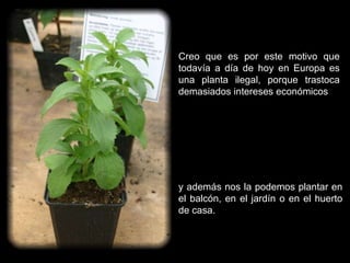 Creo que es por este motivo que todavía a día de hoy en Europa es una planta ilegal, porque trastoca demasiados intereses económicos y además nos la podemos plantar en el balcón, en el jardín o en el huerto de casa. 