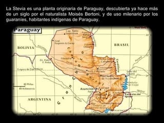 La Stevia es una planta originaria de Paraguay, descubierta ya hace más de un siglo por el naturalista Moisés Bertoni, y de uso milenario por los guaraníes, habitantes indígenas de Paraguay. 