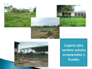 Lugares para sembrar arboles ornamentales y frutales 