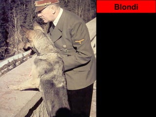 Blondi 