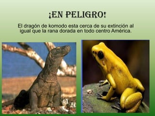 ¡En peligro!
El dragón de komodo esta cerca de su extinción al
 igual que la rana dorada en todo centro América.
 