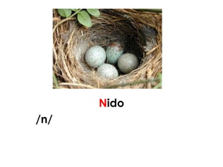 Nido
/n/
 