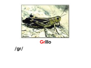 Grillo
/gr/
 