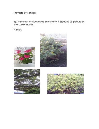 Proyecto 1° periodo
1). identificar 8 especies de animales y 8 especies de plantas en
el entorno escolar
Plantas:
 