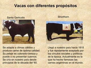 Vacas con diferentes propósitos Santa Gertrudis  Se adapta a climas cálidos y produce carne de óptima calidad. Su pelaje es colorado-cereza y puede o no presentar cuernos. Se cría en nuestro país desde principios de la década del '60.  Shorthorn  Llegó a nuestro país hacia 1815 y fue rápidamente aceptado por los círculos sociales y políticos de la época. Actualmente es la que ha hecho famosas las carnes argentinas en el mundo. 