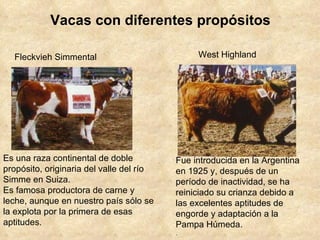 Vacas con diferentes propósitos Fleckvieh Simmental  Es una raza continental de doble propósito, originaria del valle del río Simme en Suiza. Es famosa productora de carne y leche, aunque en nuestro país sólo se la explota por la primera de esas aptitudes.  West Highland  Fue introducida en la Argentina en 1925 y, después de un período de inactividad, se ha reiniciado su crianza debido a las excelentes aptitudes de engorde y adaptación a la Pampa Húmeda. .  
