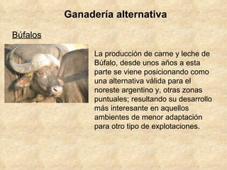 Ganadería alternativa Búfalos La producción de carne y leche de Búfalo, desde unos años a esta parte se viene posicionando como una alternativa válida para el noreste argentino y, otras zonas puntuales; resultando su desarrollo más interesante en aquellos ambientes de menor adaptación para otro tipo de explotaciones.  