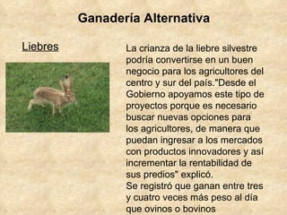 Ganadería Alternativa Liebres La crianza de la liebre silvestre podría convertirse en un buen negocio para los agricultores del centro y sur del país."Desde el Gobierno apoyamos este tipo de proyectos porque es necesario buscar nuevas opciones para los agricultores, de manera que puedan ingresar a los mercados con productos innovadores y así incrementar la rentabilidad de sus predios" explicó.  Se registró que ganan entre tres y cuatro veces más peso al día que ovinos o bovinos 