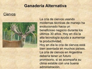Ganadería Alternativa Ciervos La cría de ciervos usando modernas técnicas de manejo ha evolucionado hacia un beneficioso negocio durante los últimos 30 años. Hoy en día la alta tecnología ayuda a aumentar la productividad. Hoy en día la cría de ciervos está bien asentada en muchos países.  La cría de ciervos en Argentina debería tener un futuro promisorio, si se acompaña su clima estable con una buena administración. 