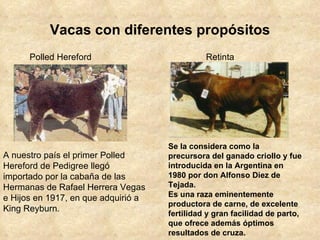 Vacas con diferentes propósitos Polled Hereford  A nuestro país el primer Polled Hereford de Pedigree llegó importado por la cabaña de las Hermanas de Rafael Herrera Vegas e Hijos en 1917, en que adquirió a King Reyburn. Retinta  Se la considera como la precursora del ganado criollo y fue introducida en la Argentina en 1980 por don Alfonso Diez de Tejada. Es una raza eminentemente productora de carne, de excelente fertilidad y gran facilidad de parto, que ofrece además óptimos resultados de cruza.  