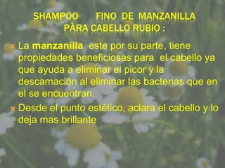 SHAMPOO    FINO DE MANZANILLA
          PÀRA CABELLO RUBIO :
 La manzanilla este por su parte, tiene
  propiedades beneficiosas para el cabello ya
  que ayuda a eliminar el picor y la
  descamación al eliminar las bacterias que en
  el se encuentran.
 Desde el punto estético, aclara el cabello y lo
  deja mas brillante
 