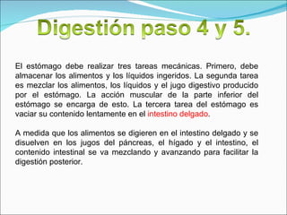 El estómago debe realizar tres tareas mecánicas. Primero, debe almacenar los alimentos y los líquidos ingeridos. La segunda tarea es mezclar los alimentos, los líquidos y el jugo digestivo producido por el estómago. La acción muscular de la parte inferior del estómago se encarga de esto. La tercera tarea del estómago es vaciar su contenido lentamente en el  intestino delgado . A medida que los alimentos se digieren en el intestino delgado y se disuelven en los jugos del páncreas, el hígado y el intestino, el contenido intestinal se va mezclando y avanzando para facilitar la digestión posterior. 