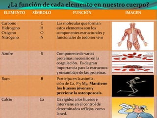 ELEMENTO   SÍMBOLO            FUNCIÓN                 IMAGEN

Carbono       C       Las moléculas que forman
Hidrogeno     H       estos elementos son los
Oxigeno       O       componentes estructurales y
Nitrógeno     N       funcionales de todo ser vivo



Azufre         S      Componente de varias
                      proteínas; necesario en la
                      coagulación. Es de gran
                      importancia para la estructura
                      y ensamblaje de las proteínas.
Boro           B      Participa en la asimila-
                      ción de Ca, P y Mg. Mantiene
                      los huesos jóvenes y
                      previene la osteoporosis.
Calcio        Ca      Da rigidez a los huesos e
                      interviene en el control de
                      determinados reflejos, como
                      la sed.
 