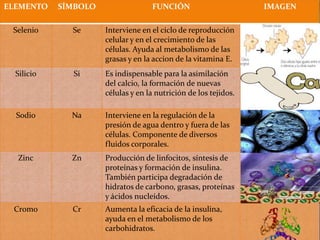 ELEMENTO    SÍMBOLO                 FUNCIÓN                       IMAGEN

 Selenio      Se      Interviene en el ciclo de reproducción
                      celular y en el crecimiento de las
                      células. Ayuda al metabolismo de las
                      grasas y en la accion de la vitamina E.
  Silicio     Si      Es indispensable para la asimilación
                      del calcio, la formación de nuevas
                      células y en la nutrición de los tejidos.

  Sodio       Na      Interviene en la regulación de la
                      presión de agua dentro y fuera de las
                      células. Componente de diversos
                      fluidos corporales.
  Zinc        Zn      Producción de linfocitos, síntesis de
                      proteínas y formación de insulina.
                      También participa degradación de
                      hidratos de carbono, grasas, proteínas
                      y ácidos nucleídos.
 Cromo        Cr      Aumenta la eficacia de la insulina,
                      ayuda en el metabolismo de los
                      carbohidratos.
 