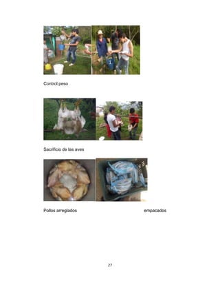 Control peso

Sacrificio de las aves

Pollos arreglados

empacados

27

 