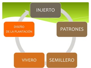 INJERTO
PATRONES
SEMILLEROVIVERO
DISEÑO
DE LA PLANTACIÓN
 