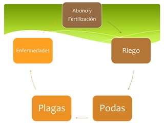 Abono y
Fertilización
Riego
PodasPlagas
Enfermedades
 